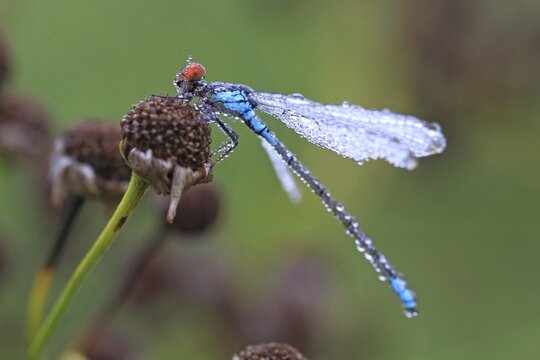 Red-eyed Damselfly (Erythromma najas), wet with pearls of dew