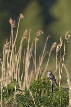 Common or European cuckoo (Cuculus canorus) adult bird in a reedbed in summer, RSPB Lakenheath fen nature reserve, Suffolk, England, United Kingdom