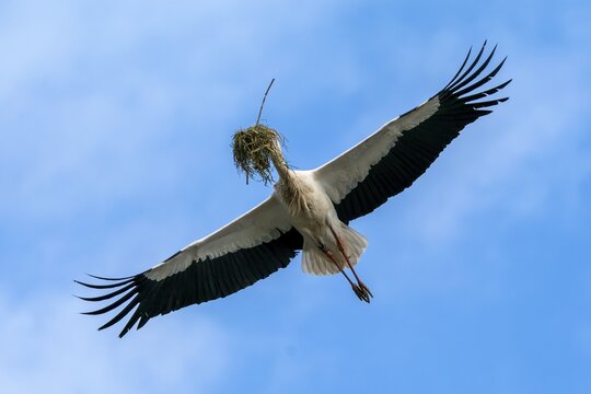 White stork (Ciconia ciconia) flies with nesting material, Germany