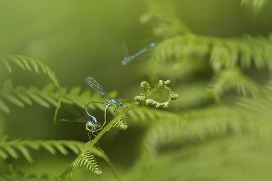 Blue tailed damselfly (Ischnura elegans) adult male and female insects mating on a Bracken plant leaf in the summer, England, United Kingdom