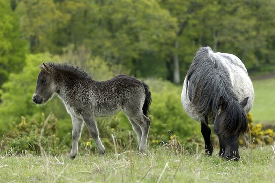 Shetland Pony south west England