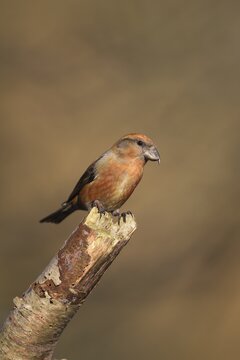 Common crossbill (Loxia curvirostra) adult male bird on a tree branch, Norfolk, England, United Kingdom