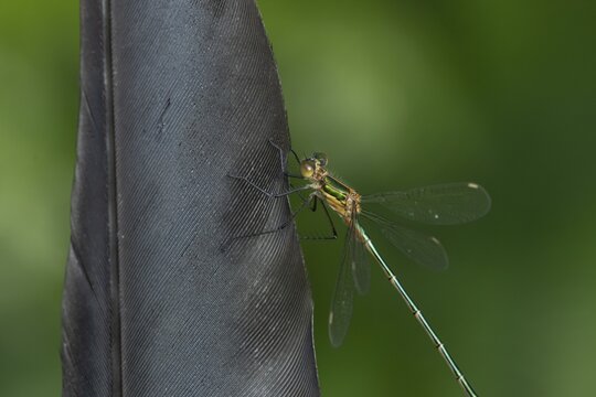 Emerald damselfly (Lestes sponsa) adult insect resting on a bird feather in summer, England, United Kingdom