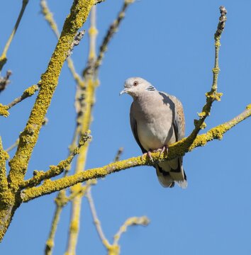 Turtle dove (Streptopelia turtur) sitting on the branch of an ash tree (Fraxinus excelsior) overgrown with common orange lichen (Xanthoria parietina), blue sky, Thuringia, Germany