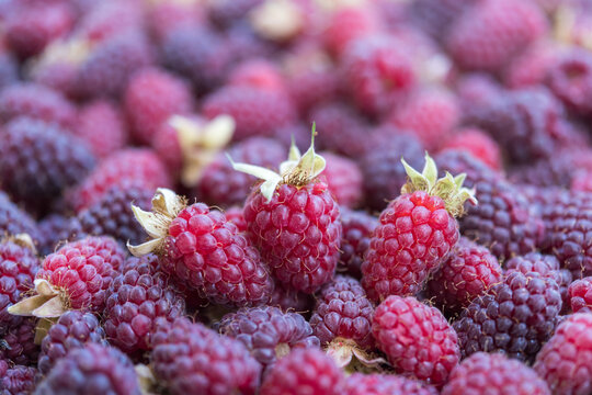 Centered Ripe Raspberries in Macro with Natural Berry Background