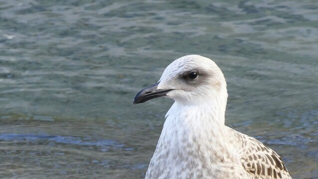 Portrait of a young seagull standing by the sea close macro details, seabirds background