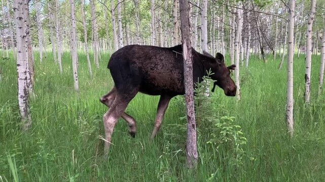 moose in the forest, moose in the meadow, nature, animal, wildlife, wild, Canada, Alberta