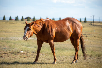Obraz premium Brown horse in Wyoming prairie in a summer day