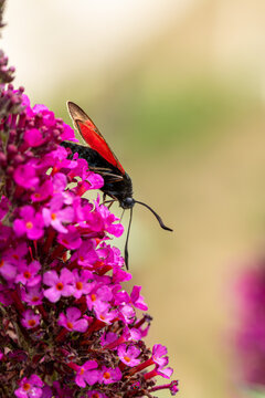 Sechsfleck-Widderchen (Zygaena filipendulae) auf der Bl&uuml;te eines Schmetterlingsflieders (Buddleja davidii) 