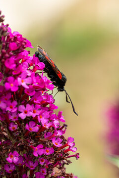 Sechsfleck-Widderchen (Zygaena filipendulae) auf der Bl&uuml;te eines Schmetterlingsflieders (Buddleja davidii) 
