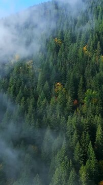 Aerial view of colourful forest on mountain slopes and cloudy sky. Canada