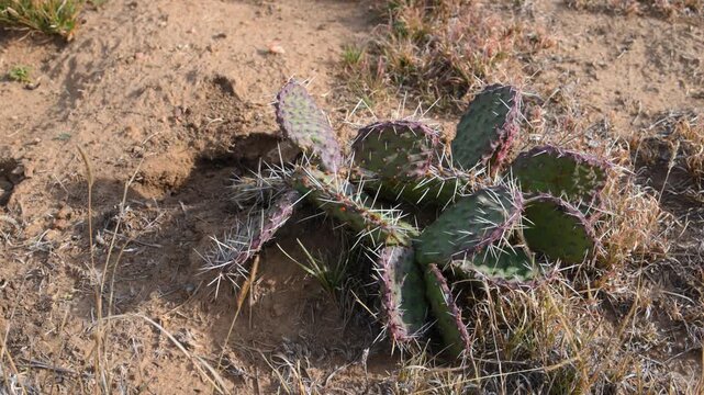 Opuntia phaeacantha (family Cactaceae), commonly known as the tulip prickly pear or desert prickly pear, a xerophytic cactus native to North America.