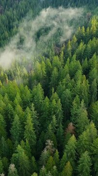 Aerial view shows a dense forest with a winding river through the clouds. Canada