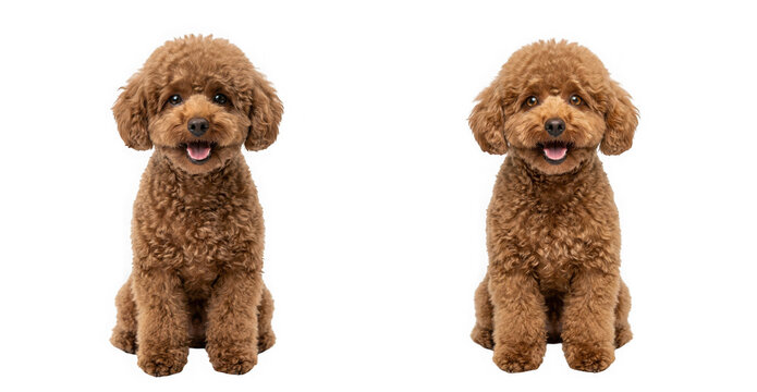Two adorable brown toy poodles sitting side by side isolated on transparent background
