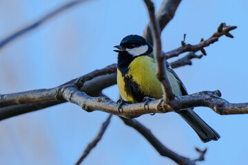 Great Tit Singing on Tree Branch at Steinhofgründe⁠ © Alexander