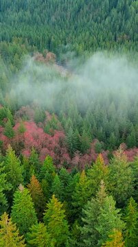 Aerial view shows a dense forest with the clouds. British Columbia, Canada