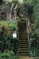 Fototapeta premium bridge in the woods
