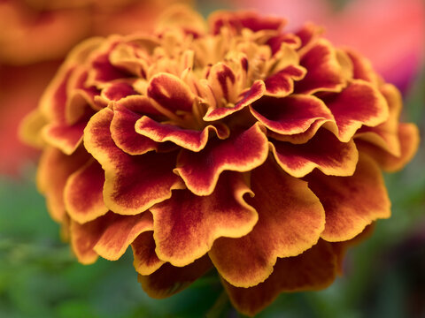 Macro Marigold Bloom at Ypres Rose Walk Durham July 2026