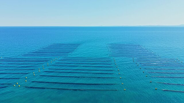 Fishing lines and buoys create a pattern in the water at a mussel farm. The setting is bright and clear, with calm seas visible in the distance.