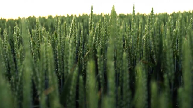 Green wheat field moving in a fast dolly shot isolated on a white background for keying or compositing with luma matte