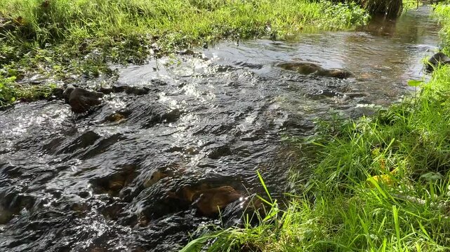 Dartmoor, Devon - Gentle stream flowing over rocks with lush green grass and sunlight reflections