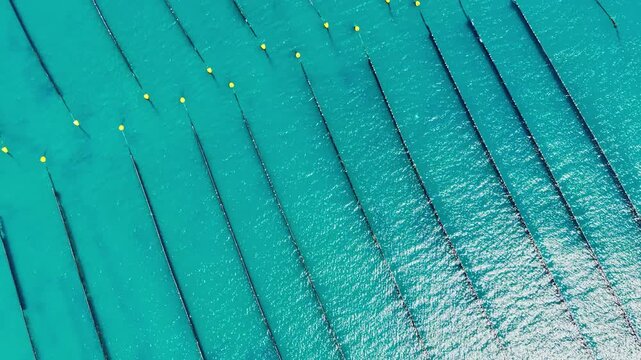 Workers place mussel nets in the water for farming in a coastal area. The lines of nets stretch out, creating a pattern in the clear blue water under the sun.