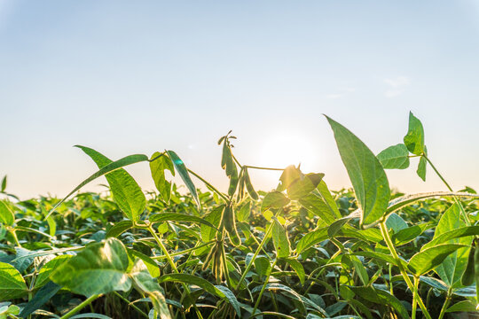 Green Plants Grow in a Field as the Sun Rises on a Clear Morning in a Rural Area, Showcasing New Beginnings in Nature
