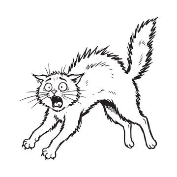 Scared cat with arched back and fur standing up