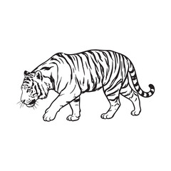Obraz premium Black and white tiger walking illustration