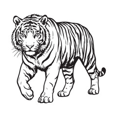 Fototapeta premium Black and white tiger illustration walking