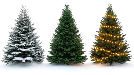 Fototapeta premium three distinct evergreen christmas trees are displayed against a transoarent background
