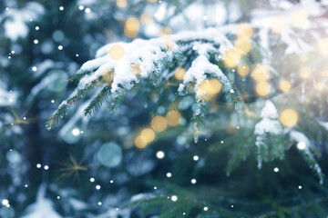 Obraz premium Snow-covered fir branches and bokeh lights in winter forest, closeup