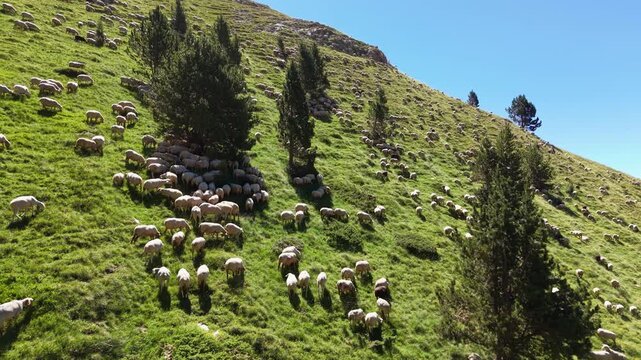 Hundreds of sheep scattered across a steep green alpine slope in Andorra, with pine trees dotting the hillside and rocky ridge above under clear blue sky, depicting traditional Pyrenean transhumance