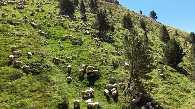 Hundreds of white and brown sheep graze across a steep vivid green alpine mountain slope with scattered pine trees in Andorra, representing traditional Pyrenean transhumance pastoral farming