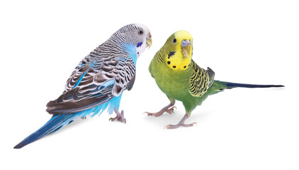 Obraz premium Bright parrots on white background. Feathered pet