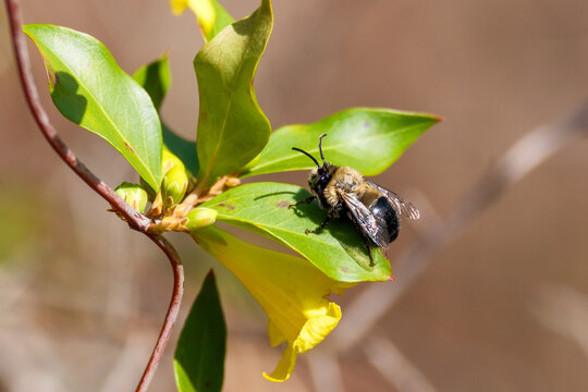 Bumble Bee Resting on Green Leaves with Yellow Flower