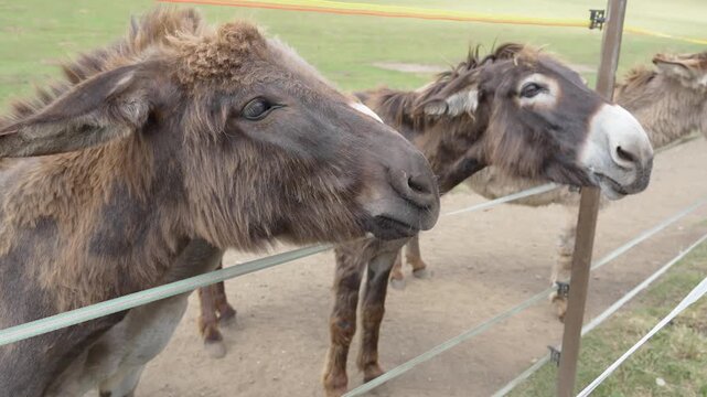 Group of hungry donkeys feeding from human hand behind fence close up