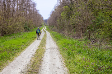 Obraz premium Hiker Walking Alone On A Forest Trail Along A Dirt Road With Backpack And Outdoor Gear