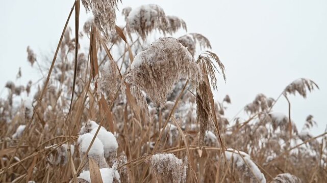Snow-covered dry reeds and frozen wetland plants in a winter landscape, with soft blurred background and shallow depth of field.