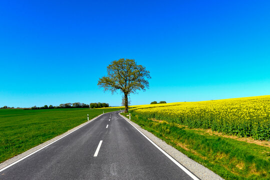 Landstra&szlig;e L3314 vorbei an bl&uuml;henden Rapsfeldern zwischen Wittgenborn und Spielberg in Hessen, Deutschland