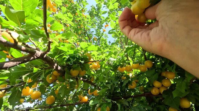 Harvesting an abundant crop of yellow cherry plums against a blue sky