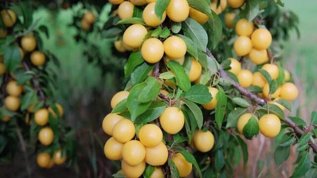Sunlit branches with ripening yellow plums. Lush orchard setting featuring sundrenched yellow plums and thriving greens