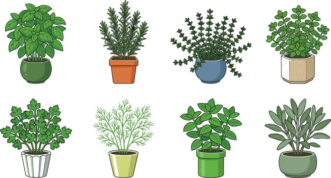 Collection of Potted Herb Plant Illustrations Featuring Basil, Rosemary, Thyme, Oregano, Parsley, Dill, Mint and Sage