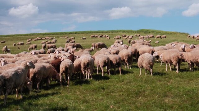 Grazing Sheep, Intimate Image Of Grazing Sheep With Detailed Fleece Texture And Markings