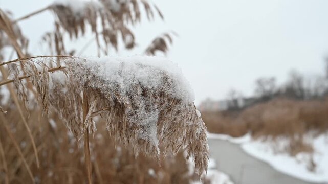 Snow-covered dry reeds and frozen wetland plants in a winter landscape, with soft blurred background and shallow depth of field.