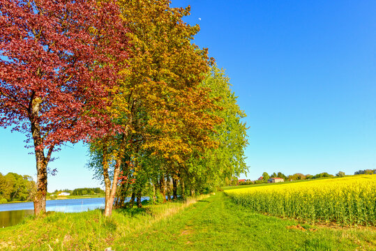 Der Erlenwiesenweiher mit bl&uuml;hendem Rapsfeld und bunten B&auml;umen bei Wittgenborn in Hessen, Deutschland