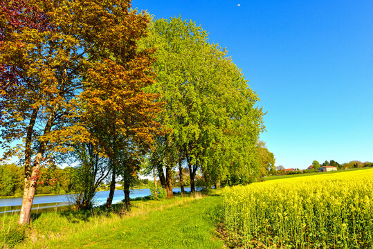 Der Erlenwiesenweiher mit bl&uuml;hendem Rapsfeld und bunten B&auml;umen bei Wittgenborn in Hessen, Deutschland