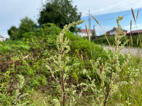Plants with seeds of wormwood. Artemisia vulgaris