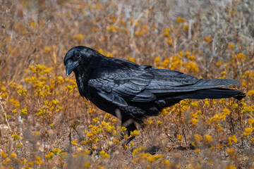 Fototapeta premium Common or Northern Raven (Corvus corax) in San Diego, CA