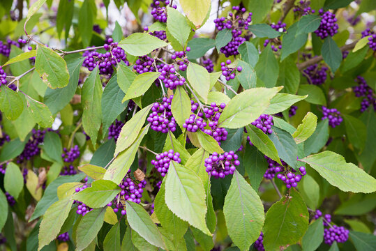detail of a beautyberry shrub with purple berries. callicarpa bodinieri